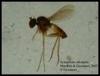 Dolichopodidae of the Seychelles